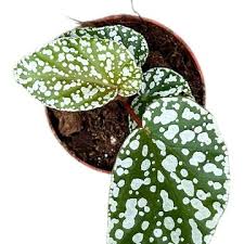 Image result for Begonia elaeagnifolia