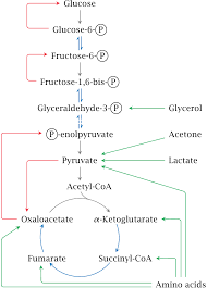 Gluconeogenesis Introduction Biochemistry Biochemistry Notes College Chemistry