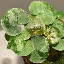 Image result for Geophila repens