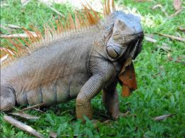 A microcosm of everything that is appealing about this fascinating continent. Ecuador Nimmt Artenschutz Ernst Teakinvestment De