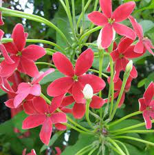 الياسمين الأحمر المتسلق