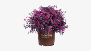Clusters of rich, pink fringed flowers appear in spring and sometimes summer. Purple Diamond Loropetalum In Branded Pot Southern Living Southgate Radiance Rhododendron Azalea Transparent Png 500x489 Free Download On Nicepng