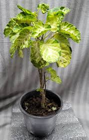 Image result for Polyscias