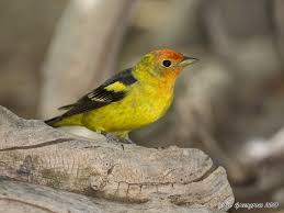 Birds Of Arizona Desert Western Tanager In 2020 Sonora Desert Colorful Birds Arizona