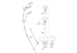 Image result for Exochaenium