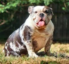 By clarkent504 alapaha blue blooded bulldog father is national champion usb big rig stone & mother is uab hurricane katrina pennhip tested amazing.34. 100 Merle Bulldogs Bulldogges Ideas Bulldog Animals Dogs