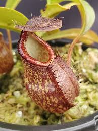 Image result for Nesaea heptamera