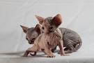 4 Ways to Care for Sphynx Cats - wikiHow