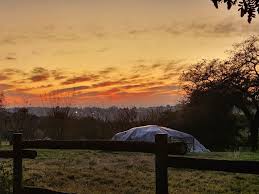 Image result for Olinia chimanimani