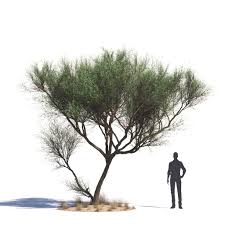 Image result for Acacia tortilis