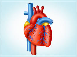 Pacemakers & implantable cardioverter defibrillator (icd). Icd 10 For Atrioventricular Av Block Aapc Knowledge Center