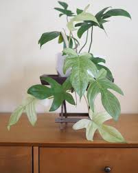 Philodendron Florida Ghost Philodendron Plant Plants Common House Plants