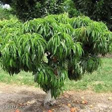 May 01, 2015 · peach trees. Star Nursery S Garden Center S Plant Library Fruit