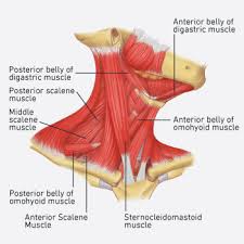 The muscles of the neck run from the base of the skull to the upper back and work together to bend the head and. How To Relieve Neck Pain Tightness And Weakness Gmb Fitness