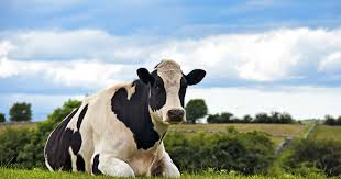 How To Give Up Cheese And Go Vegan