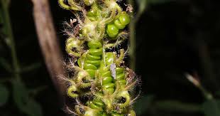 Image result for Uraria picta