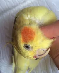 Cockatiel Yellow Bird With Red Cheeks Minuty Schastya Pashki His Happy Cockatiel Happy Parrotsofinstagram Parrot Parrotslife Happybird Bird Instagood Schaste Popuga Birbs Animals Birds