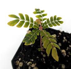 Image result for Biophytum