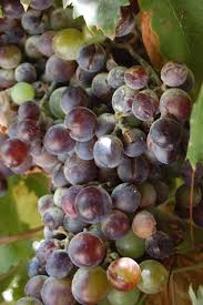 Image result for Vitis vinifera