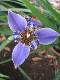 Image result for Indigofera roseo-caerulea