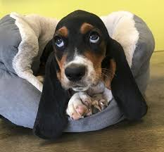 983 likes · 141 talking about this. Basset Hound Puppies For Sale In Westchester New York