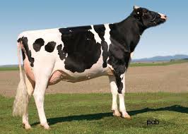 Black And White Cow Breeds Uk Holsteins She S Dairy Made Dairy Cow Breeds Holstein Cute Cows