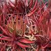 An aloe plant turning red can be due to shock from overfeeding, causing discoloration of their leaves and crisping of the tips. 1