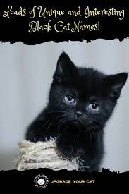 Unique Black Cat Names Upgradeyourcat Catthings Catbehavior Cute Cat Names Kitten Names Unique Girl Cat Names