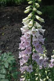 Camelot Lavender Foxglove Digitalis Purpurea Camelot Lavender In Bay City Michigan Mi At Begick Nursery