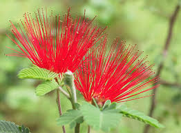 Don't confuse baja fairy duster with bottlebrush! Wildscaping Plants Calliandra Californica