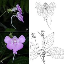 Image result for Impatiens erecticornis