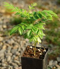 It is from such a bunch that i'm currently trying to propagate some cuttings. Curry Leaf Tree Murraya Koenigii Potted Tree Organic Strictly Medicinal Seeds