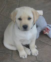 We did not find results for: High Country Labs In Colorado Springs Chocolate And Black Lab Puppy Litter In Oct 2013 Email Or Ca Labrador Retriever Labrador Retriever Puppies Puppy Litter