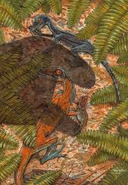 Image result for Dinophora