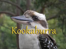Bird Sounds Birds Singing Mp3 Download Kookaburra Instrumental Nursery Rhyme Lyrics Video For Karaoke Free Nursery Rhymes Nursery Rhymes Nursery Rhymes Lyrics