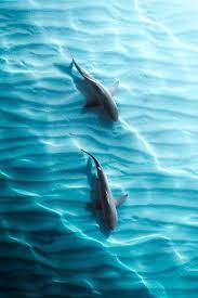 Pin By Sorenzen On Ocean Ocean Life Photography Beautiful Sea Creatures Ocean Animals