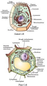 This is concerned with bone formation and is found in the growing surface where the bony matrix is deposited. E Learning E Tutoring School Education Support Online Education Digital Learning Smart Learning