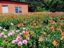 Nursery rose jepun ieza harel untuk jualan keratan dan berpasu. Hobi Tanam Ros Jepun Raih Pendapatan Lebih Rm4 000 Sebulan