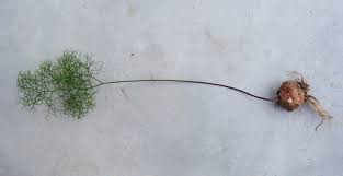 Image result for Schizobasis intricata