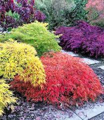 Um möglichst neutrale ergebnisse präsentieren zu können. Japanische Ahorn Kollektion Mount Ahorn Acer Bei Baldur Garten Japanische Gartenpflanzen Japanischer Garten Bepflanzung