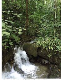 Image result for Nervilia adolphi