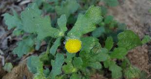 Image result for Grangea