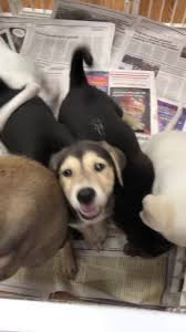 Check spelling or type a new query. Humane Society Of Concord Greater Cabarrus County Home Facebook