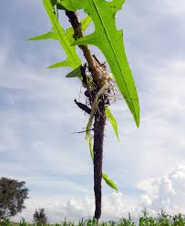 Image result for Sonchus luxurians