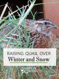 Garden Up Green Startle Garden And Quail Raising Quail Quail Quail House