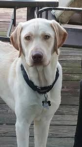Lab puppies for sale in chattanooga tn. Chattanooga Tn Labrador Retriever Meet Zeus A Pet For Adoption
