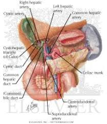 A detailed explanation for the labelling of diagrams is also provided here. Arterial Blood Supply Of Liver Biliary System And Pancreas Anterior View