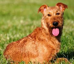 About Dog Irish Terrier How Well Is Your Irish Terrier Groomed