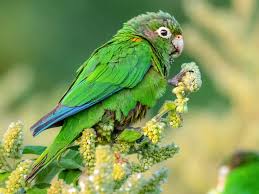 Santa marta is a haven for sun and sea worshippers. Santa Marta Parakeet Ebird