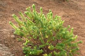 Image result for Hypericum quartinianum